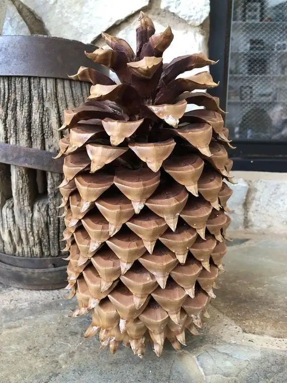 Oh, So You're Part of Team Acorn Now?