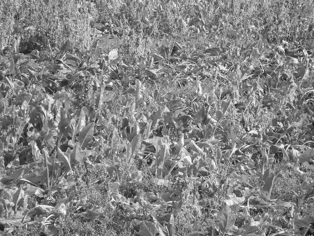 A black-and-white photo of a dense field of leafy plants, possibly wild spinach or a similar weed, with no visible people or…
