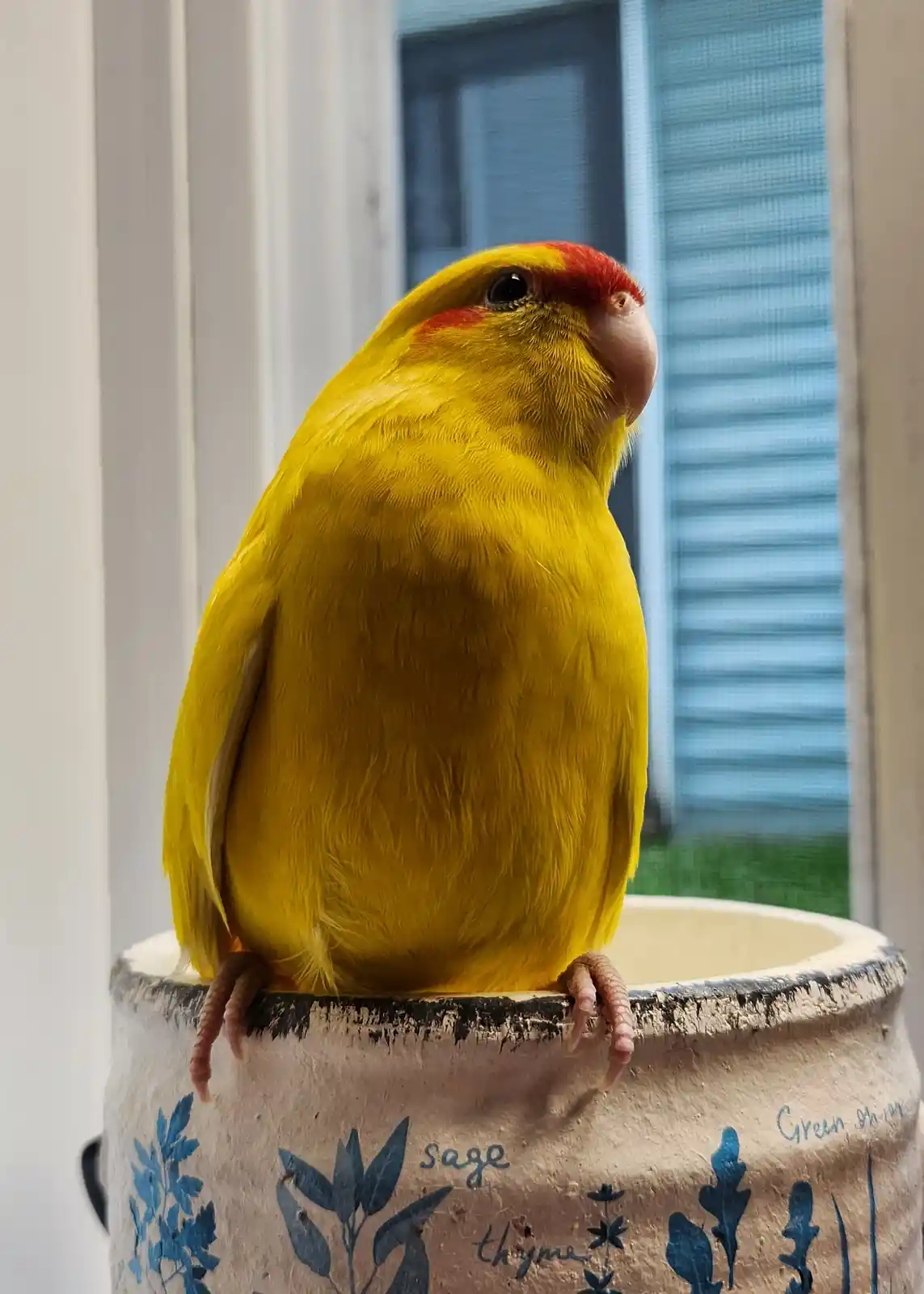 A bright yellow bird with red markings on its head and cheeks perches on the rim of a ceramic pot decorated with blue herb…