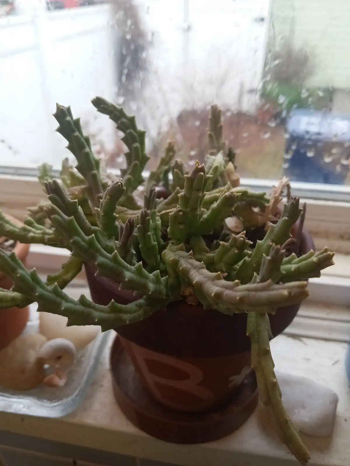 A close-up photo shows a spiky, green succulent plant in a brown pot sitting on a windowsill with raindrops on the glass…