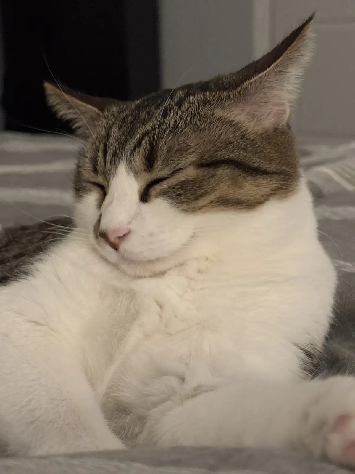 A close-up photo of a fluffy gray and white cat with its eyes closed, appearing deeply relaxed or asleep on a soft surface…