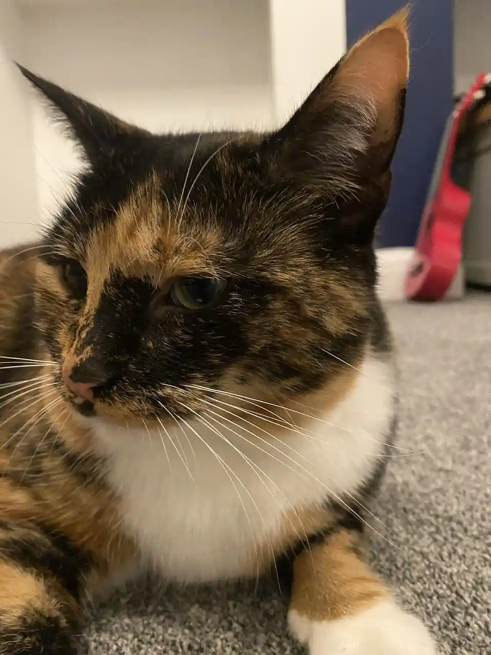 A close-up photo of a calico cat with black, orange, and white fur, lying on a gray carpet and looking slightly to the side…