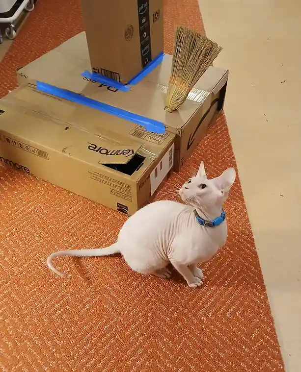 A white hairless cat with a blue collar sits on an orange patterned rug, looking up at a stack of cardboard boxes. One box…