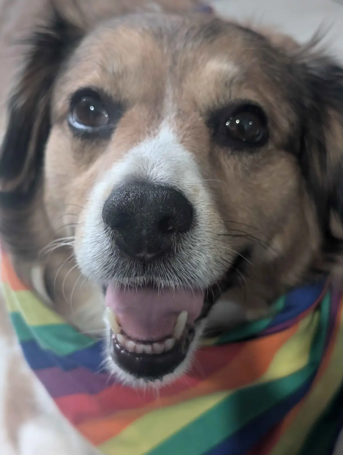 A close-up photo of a brown and white dog with a rainbow-colored bandana around its neck, looking directly at the camera…