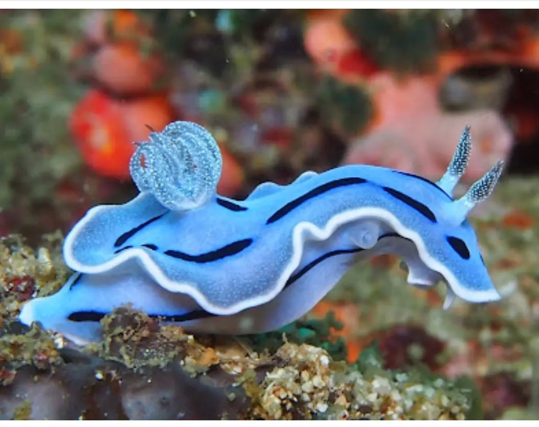 A vibrant blue sea slug with black stripes and white edges crawls across a coral reef, its translucent rhinophores and…