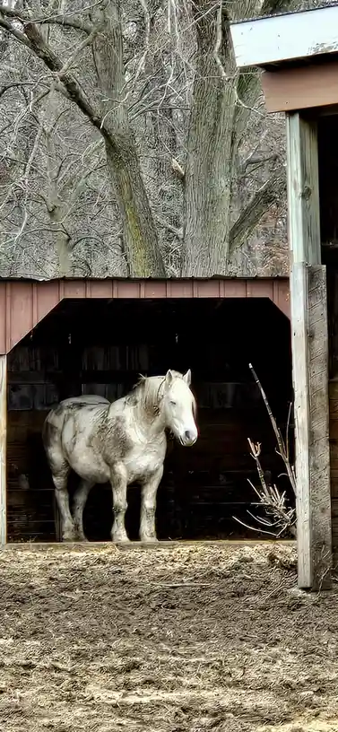 A white horse with dark patches stands in the doorway of a wooden barn, looking slightly dazed or uninterested. The…
