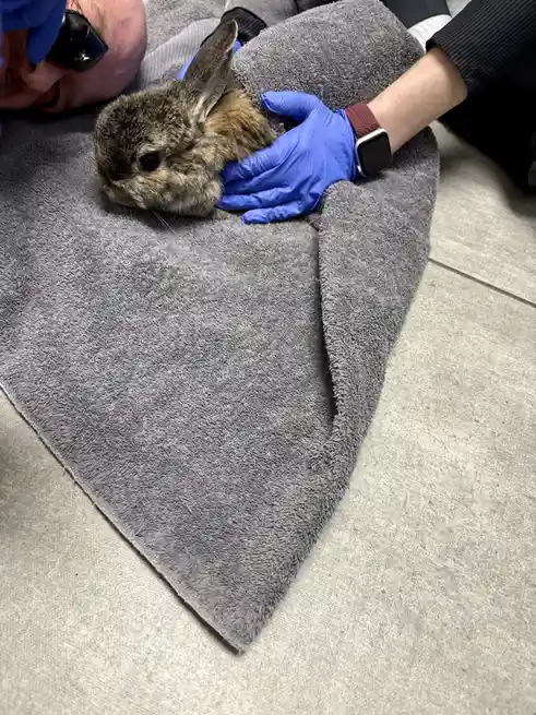A small brown rabbit is wrapped in a gray towel and being held by a person wearing blue nitrile gloves. Another person, also…