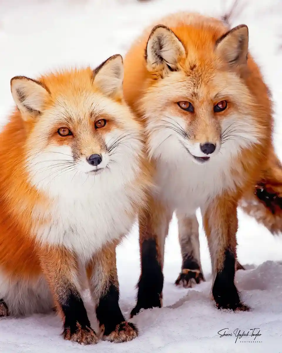 The dynamic duo: Copper and Vixen!