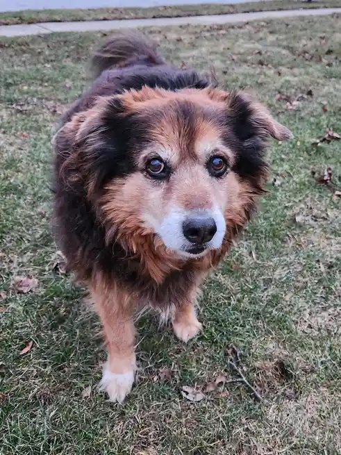 A close-up photo of a fluffy, medium-sized dog with brown, black, and white fur standing on grass scattered with dry leaves…