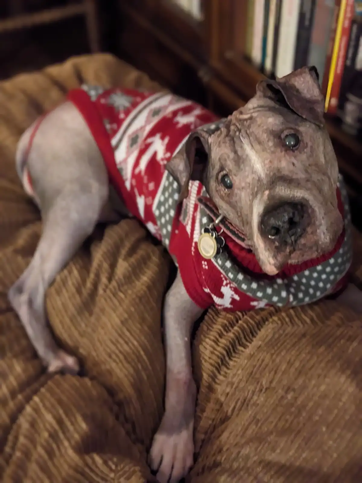 A hairless dog with wrinkled skin and large eyes is lying on a brown corduroy couch, wearing a red and green holiday sweater…