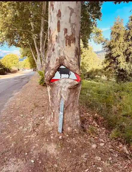 A tree trunk has a natural hollow that perfectly frames a triangular road sign with a black cow silhouette on a white…