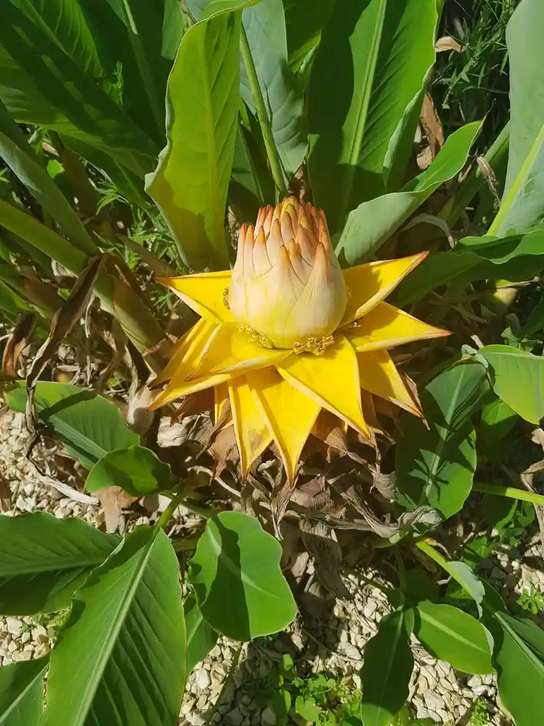A close-up photo of a bright yellow, star-shaped flower with pointed petals and a pale center, surrounded by large green…