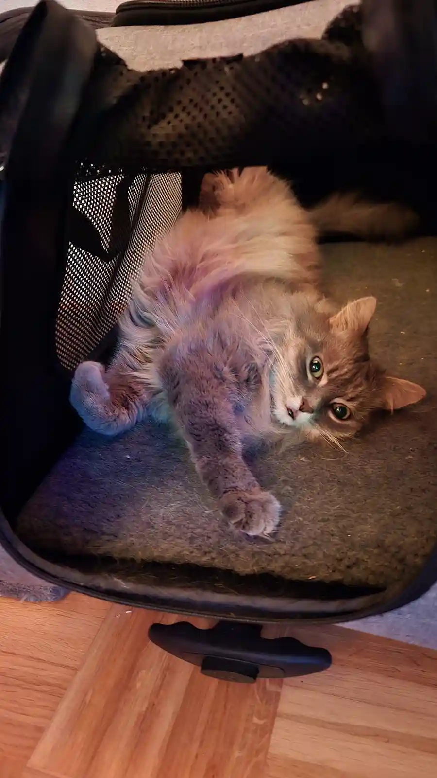 Miez is lounging in her cat crate like it's just another day.