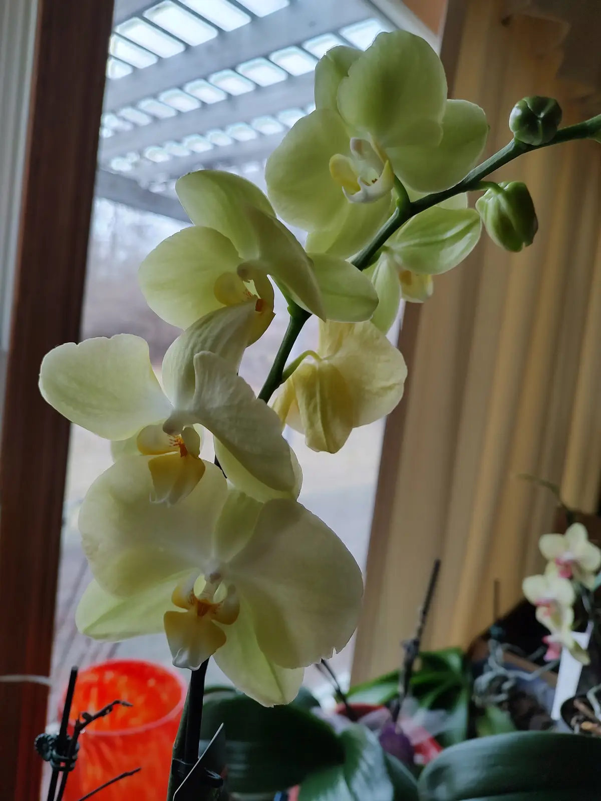 A close-up photo shows a light green orchid with several open blooms and unopened buds, positioned near a window with a…