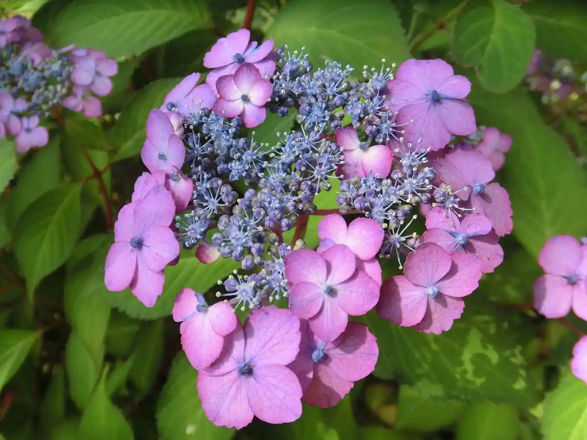 A close-up photo of a pink and blue hydrangea flower cluster surrounded by green leaves. The overlaid text reads 'i'm not a…