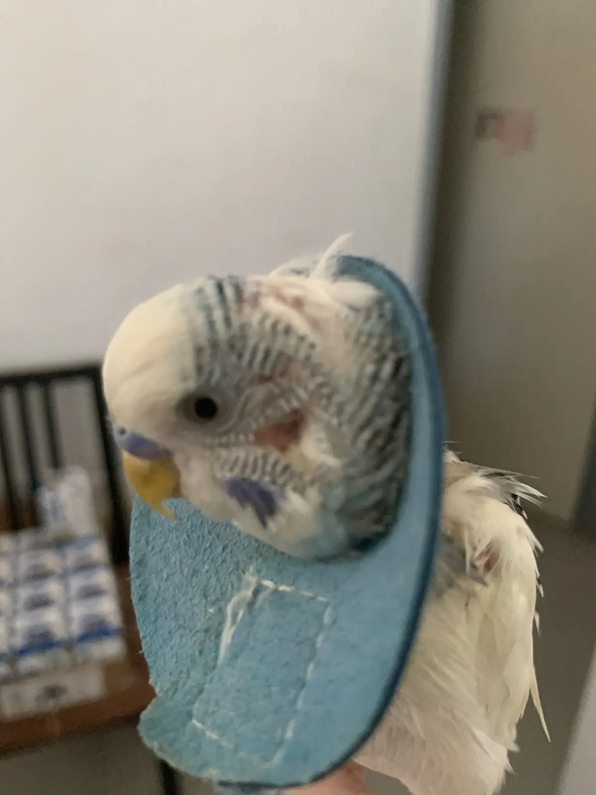 A close-up photo of a small, white and blue-striped budgerigar (parakeet) wearing a light blue, textured, circular hat that…