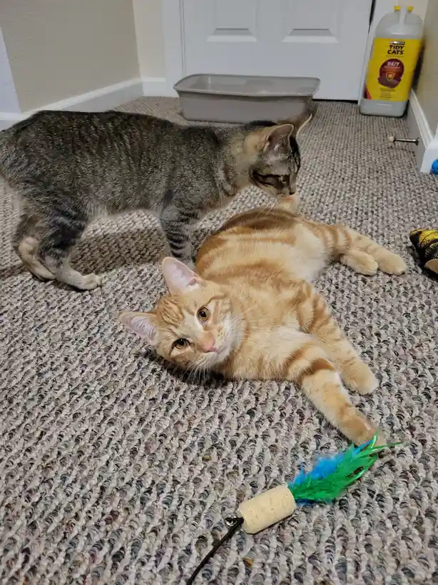 Exciting News: We Just Adopted Two Adorable Kittens!