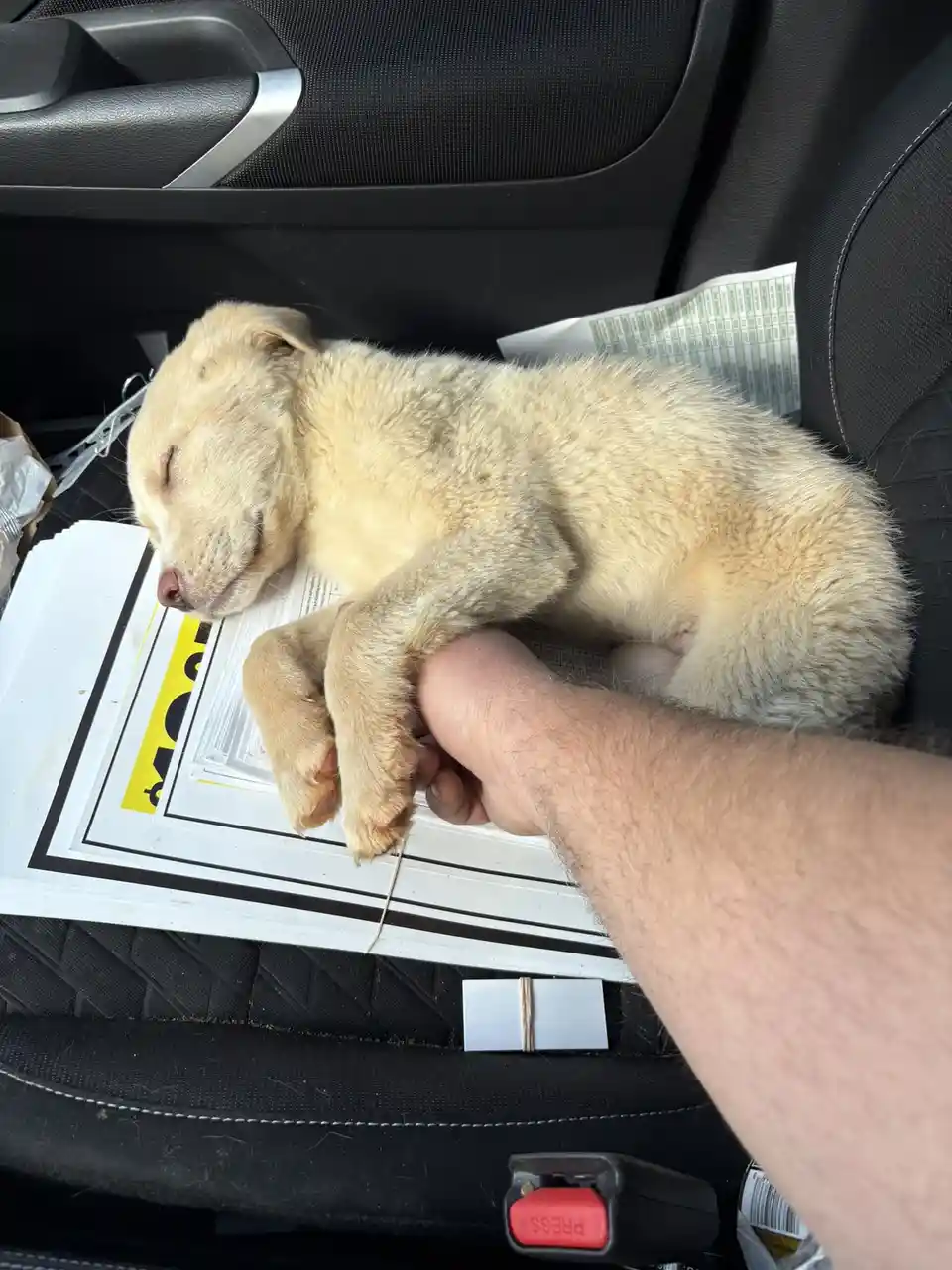 A small, light-colored puppy is sleeping soundly on a stack of papers inside a car, with a person's hand gently holding one…