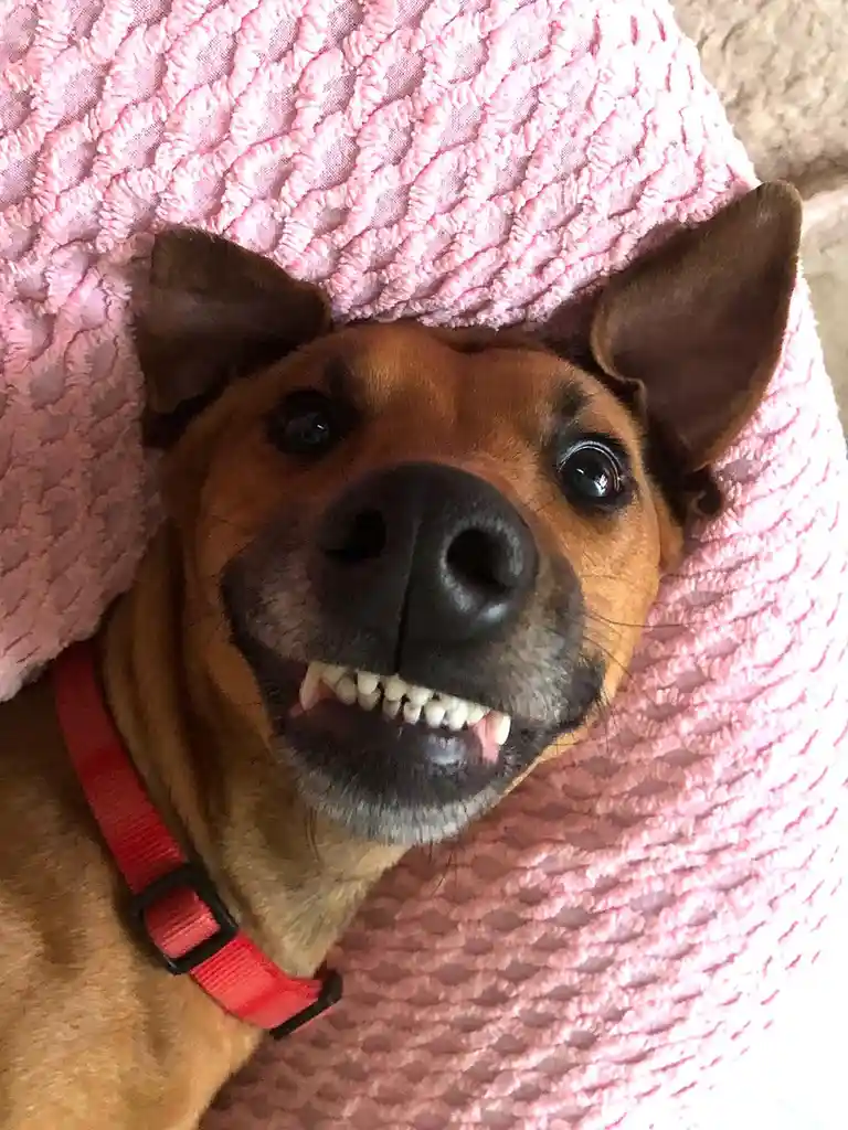 A close-up photo of a brown dog with wide, expressive eyes and a slightly open mouth showing teeth, lying on a textured pink…