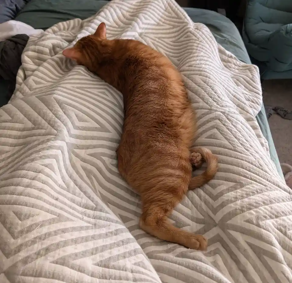 Frax's morning cuddle has taken on a bizarre shape today...