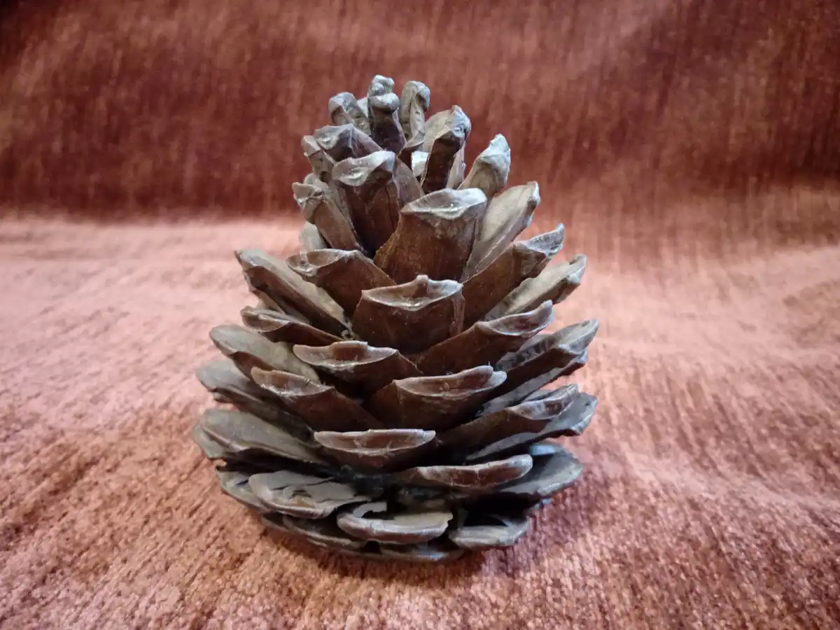 A close-up photograph shows a single, brown pinecone resting on a textured, reddish-brown fabric surface. The pinecone's…