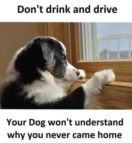 A black and white puppy sits by a wooden window ledge, looking out with one paw resting on the sill. The image has text…