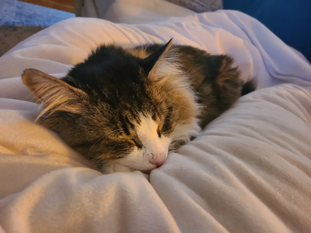 Amidst the selfies, let's not forget to share some adorable cat moments!
