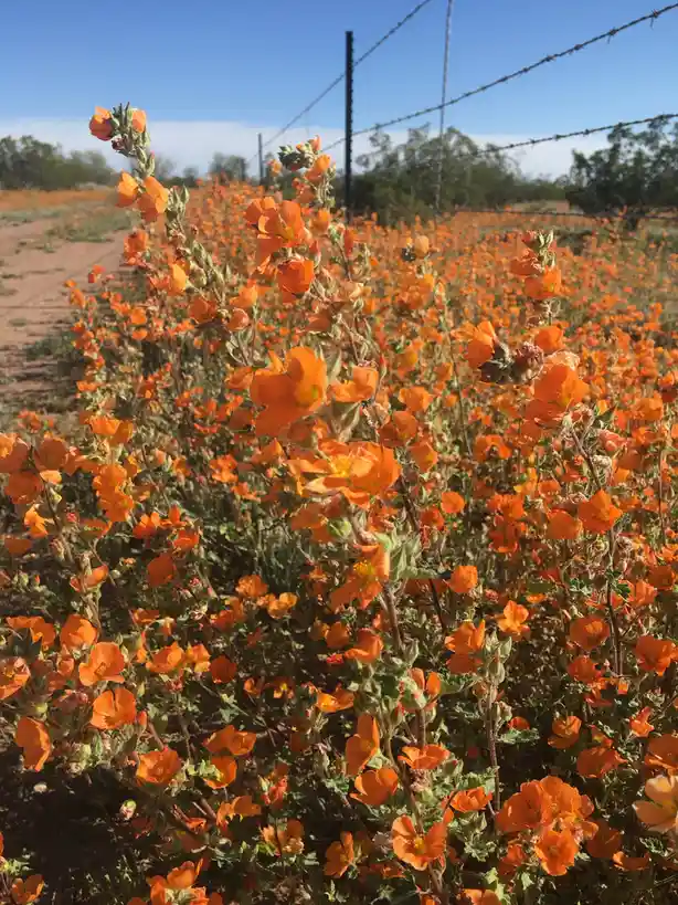 A field of bright orange wildflowers under a clear blue sky, with barbed wire fencing visible in the background. The…