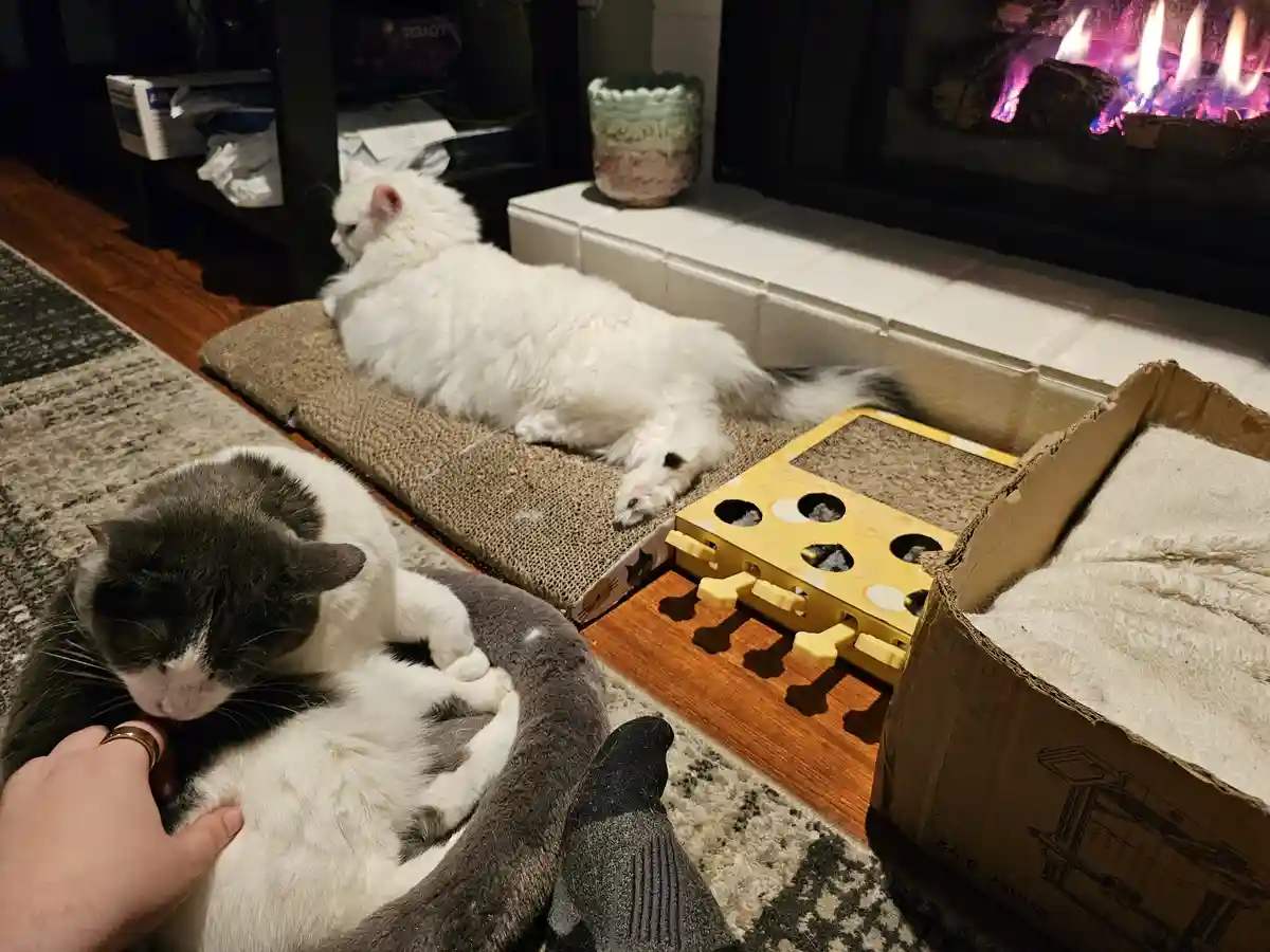 A person's hand pets a gray and white cat lying in a plush bed while another white cat lounges nearby on a scratching pad. A…