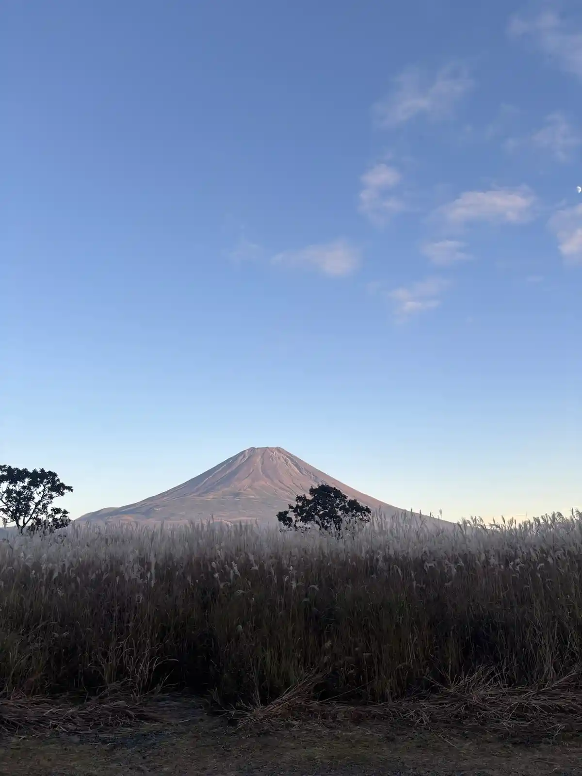 A scenic photo of Mount Fuji under a clear blue sky with wispy clouds, framed by tall, feathery grasses in the foreground…