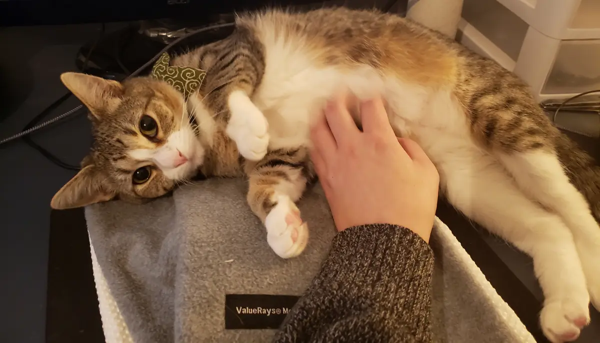 A tabby cat with white markings lies on its back on a grey blanket, exposing its belly while being petted by a human hand…