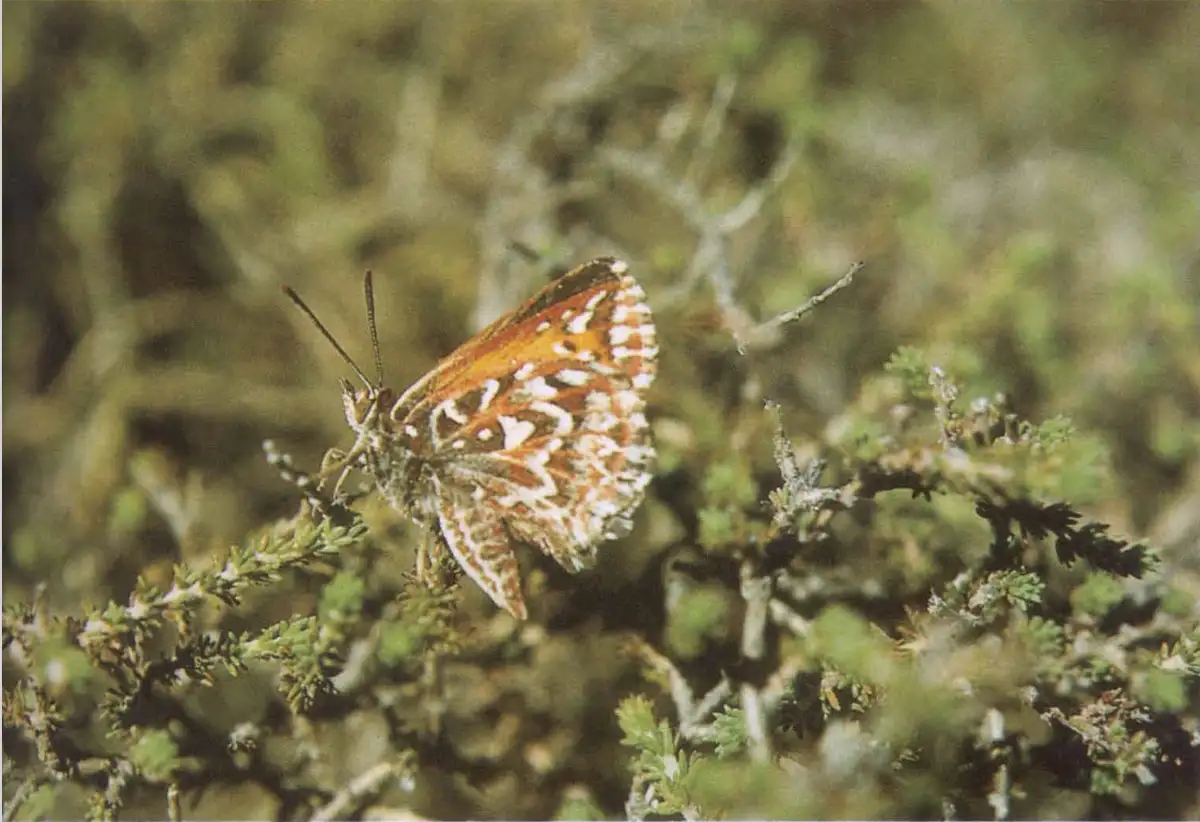 Exploring the Scarce Table Mountain Copper