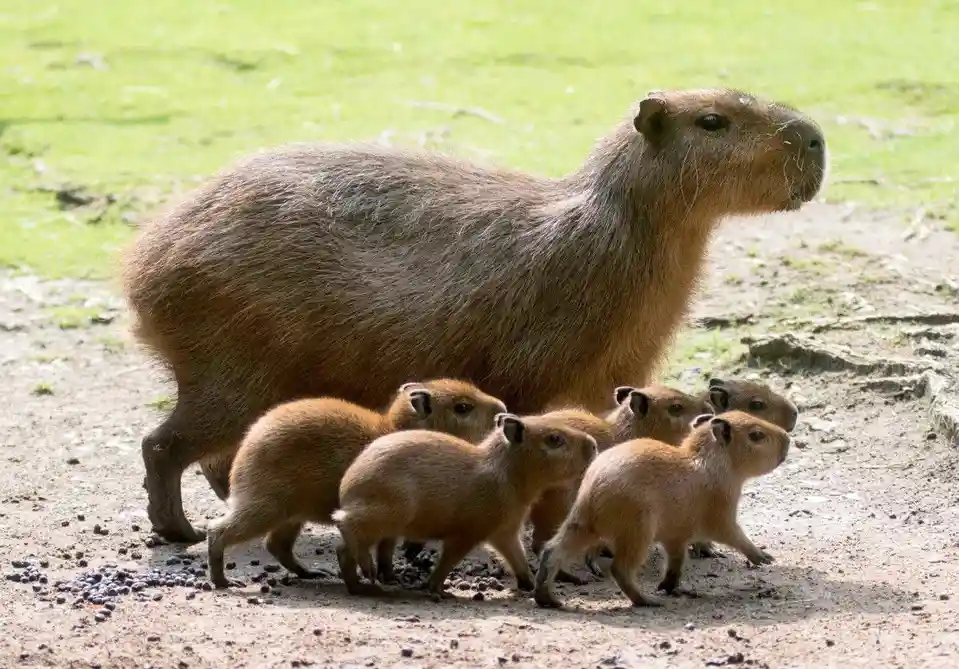 A large adult capybara stands protectively behind a group of small capybara pups on a dirt path with grass in the…