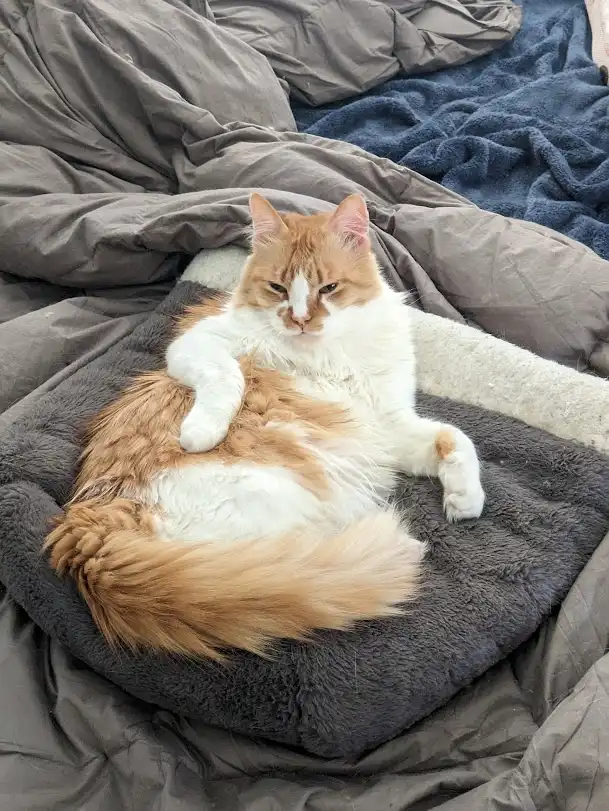 A fluffy orange and white cat lies sprawled on its back on a grey pet bed, nestled among rumpled grey and blue blankets. The…