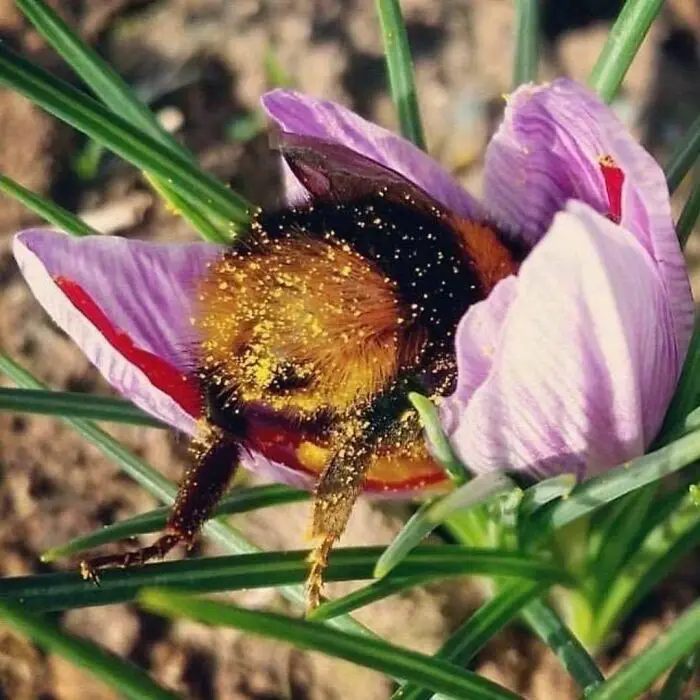 A close-up photo shows a bumblebee covered in yellow pollen, clinging to the inside of a purple crocus flower with green…