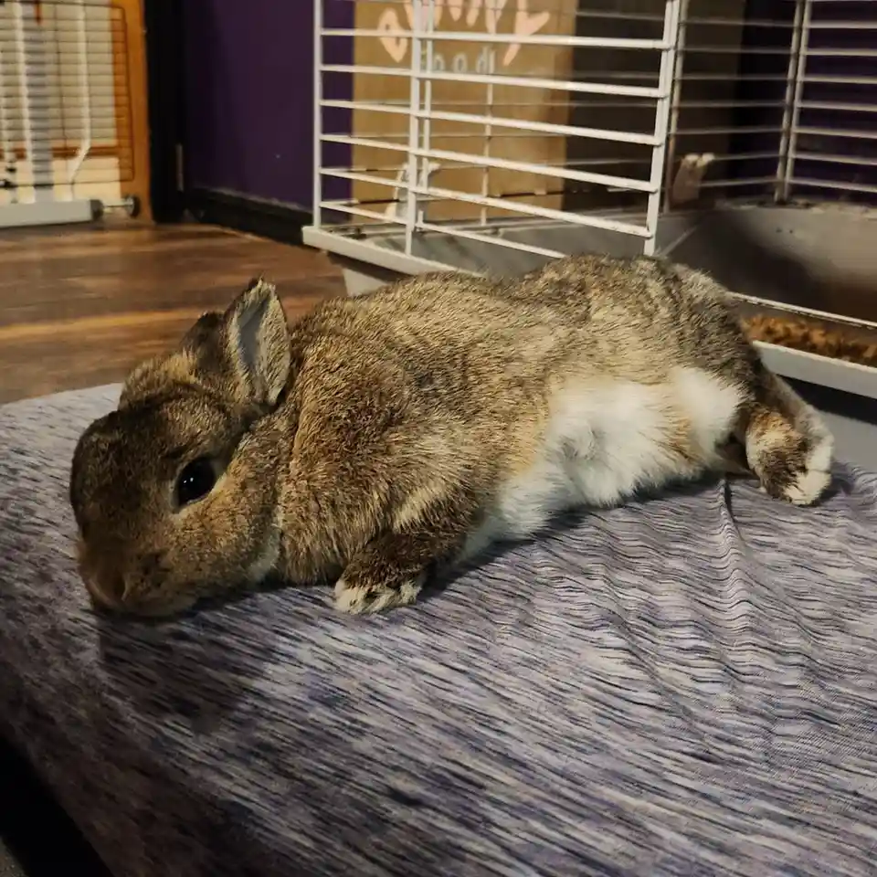 Look at that adorable bunny tummy, pure cuteness overload!