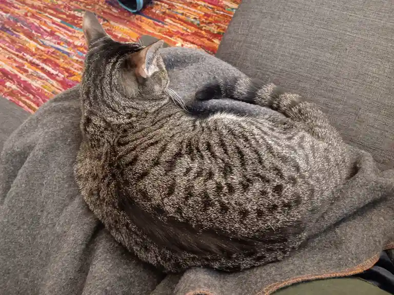 A gray tabby cat is curled up tightly in a ball on a gray blanket, resting on what appears to be a couch or chair. The cat's…