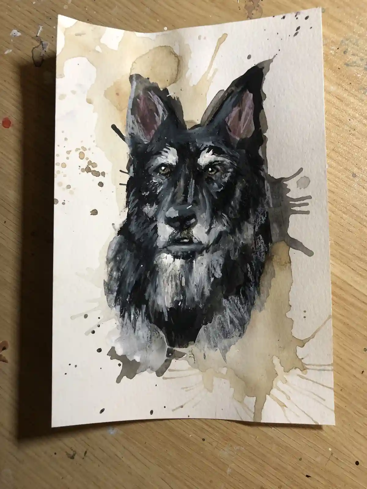 A watercolor painting of a black and white dog with pointed ears and a serious expression, set against a background of brown…
