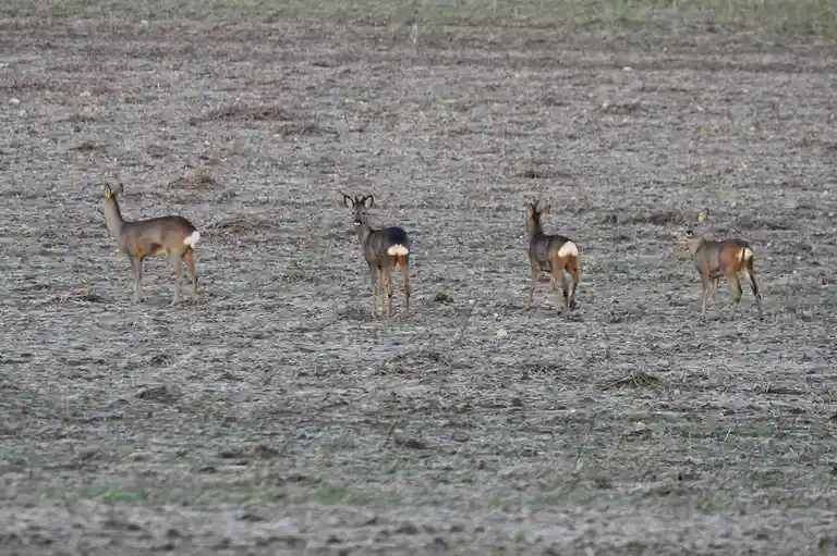four deer stand in a barren field of dirt and dry grass, each with a distinct white patch on their rump. One deer faces the…