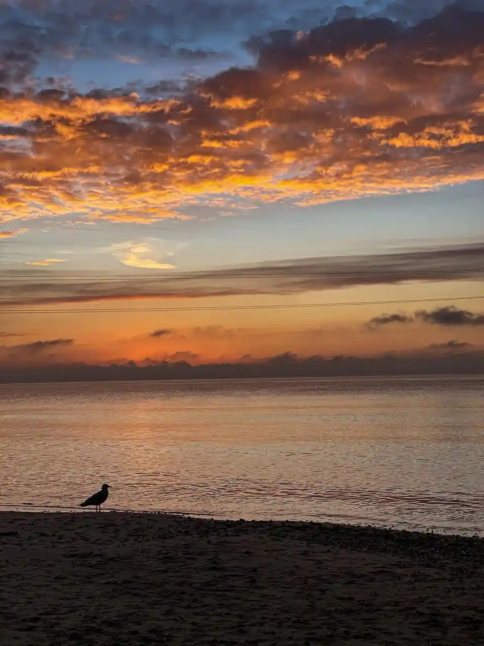 A serene beach sunset with vibrant orange and blue clouds reflected on calm water, featuring a single seagull silhouette…