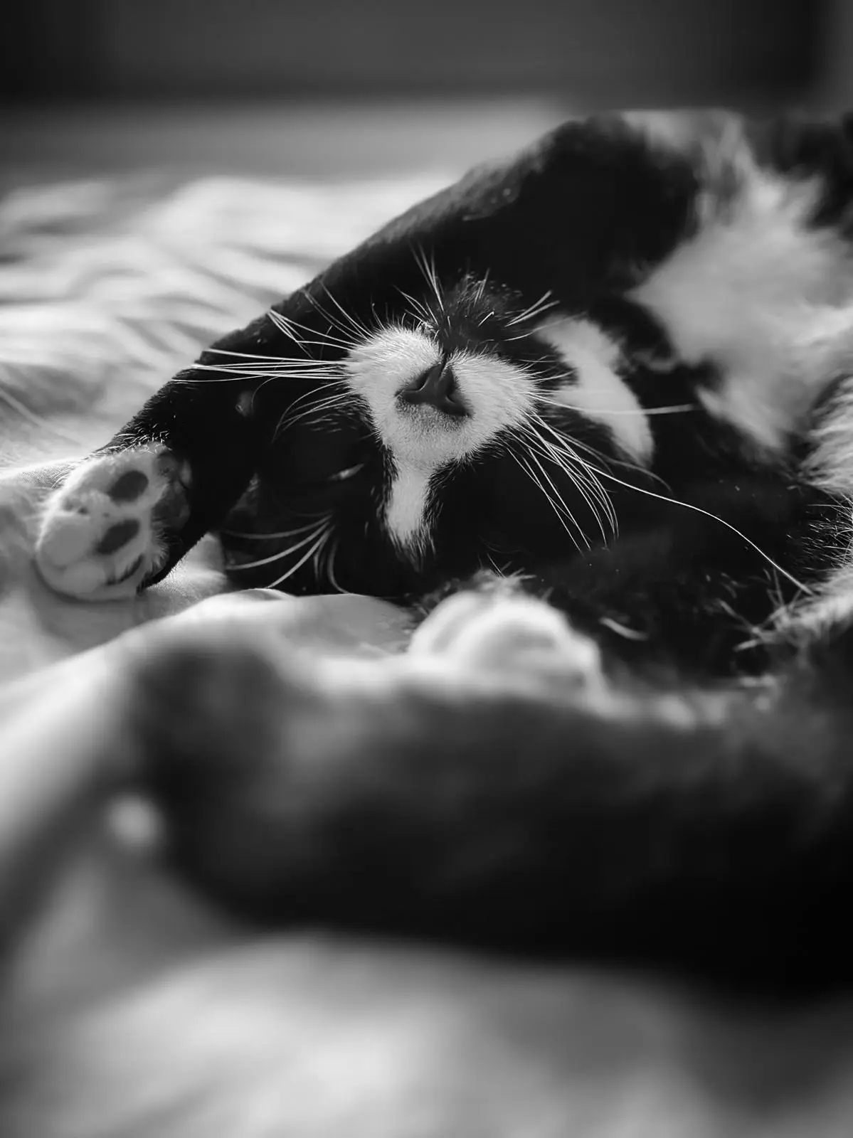 A black and white photo of a cat lying on its back on a bed, appearing deeply asleep with its paws up. The cat has a white…