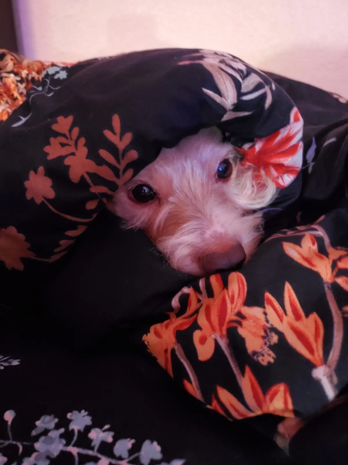 A small, fluffy white dog with dark eyes is peeking out from under a black blanket adorned with orange and white floral…