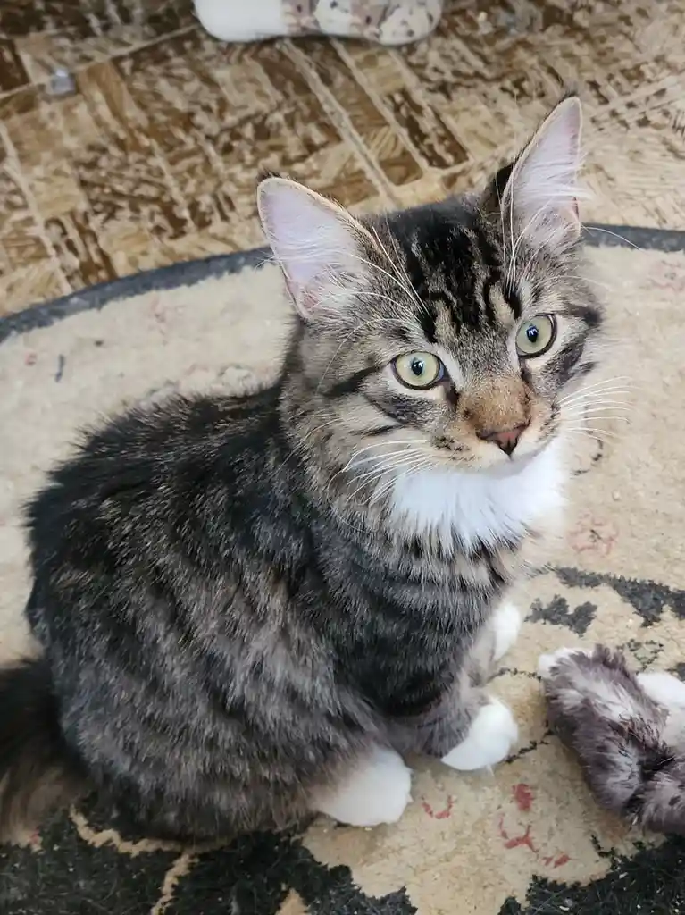 A tabby cat with white paws and chest sits on a patterned rug, looking directly at the camera with wide, expressive green…