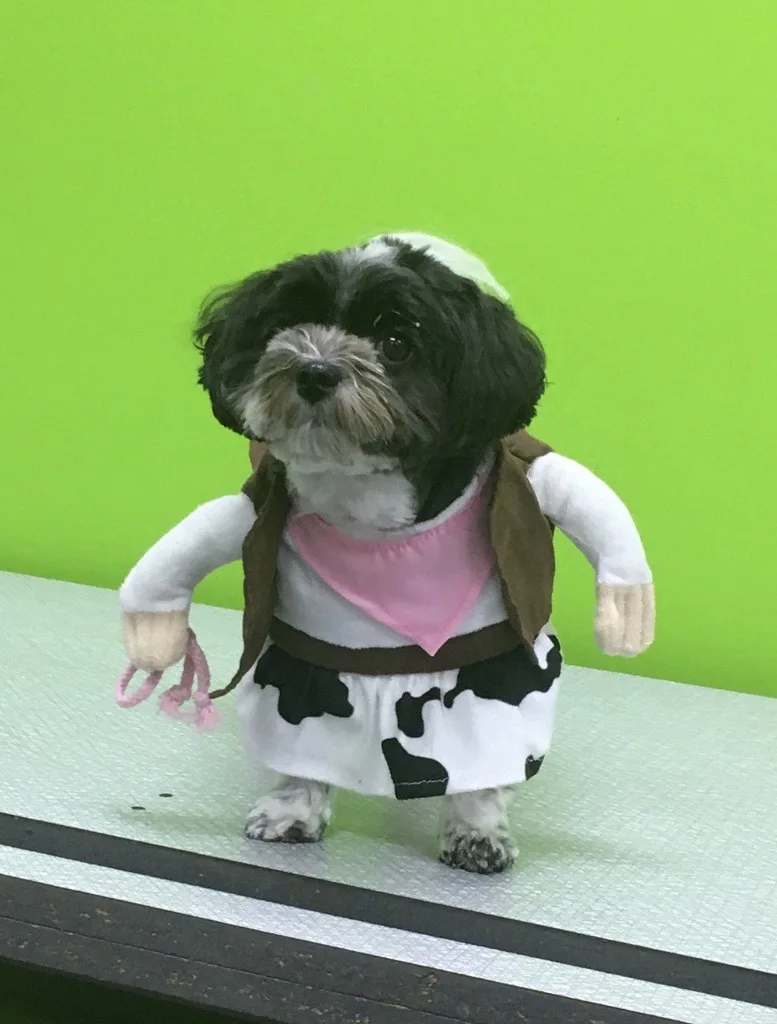 A small black-and-white dog stands on a table against a bright green background, wearing a costume that includes a white…