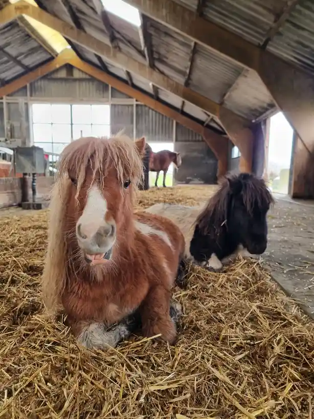 Adorably Cute
