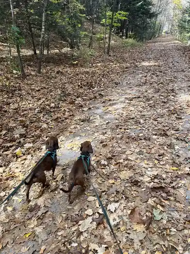 Two brown dachshunds wearing blue harnesses and black leashes are walking away from the camera down a narrow forest trail…