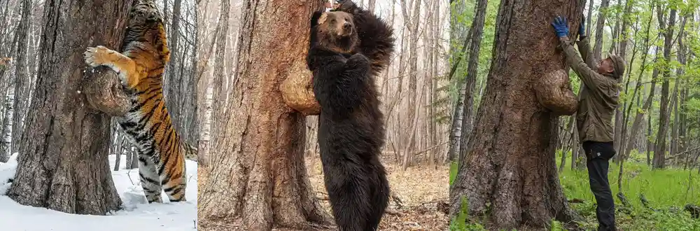 A triptych image shows a tiger, then a bear, then a man, each standing upright and pressing their chest against a tree trunk…