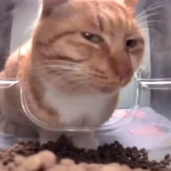 A close-up of an orange tabby cat with a visibly unimpressed, slightly downturned expression, sitting inside a clear plastic…