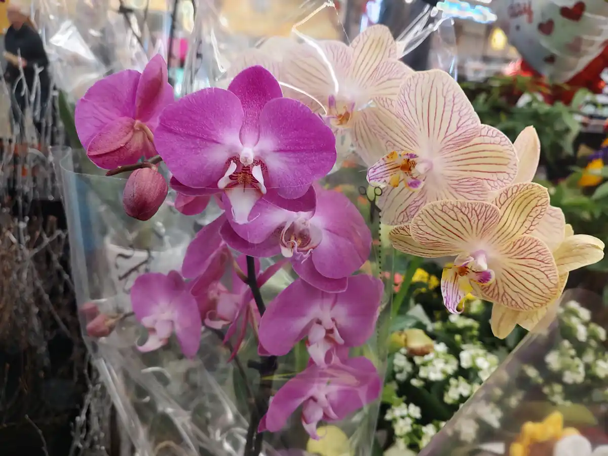 A close-up photo shows vibrant purple and cream-colored orchids wrapped in clear plastic, with a small pair of scissors…