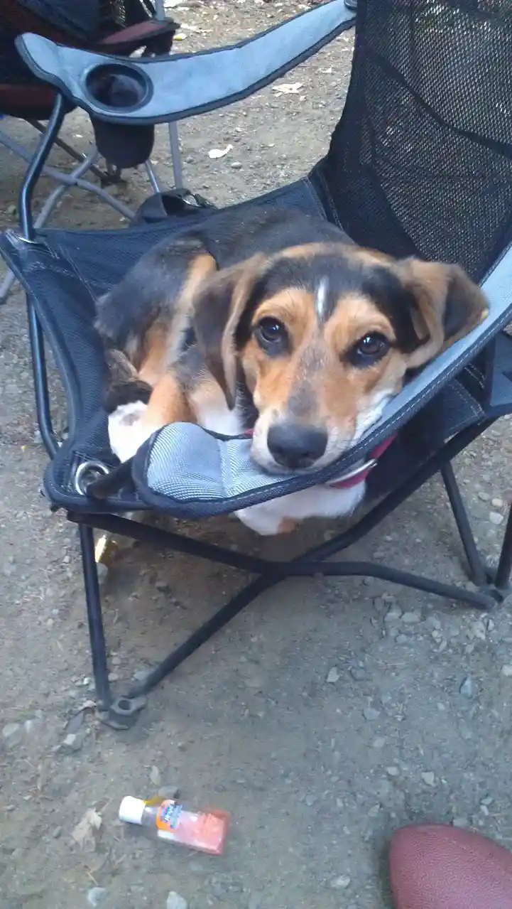 A tricolor dog with brown, black, and white fur is lounging in a black mesh camping chair outdoors on gravel ground. The dog…